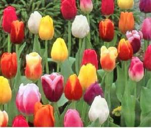 Muti-hued-tulips